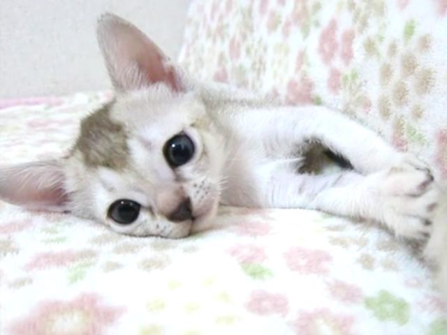 シンガプーラ