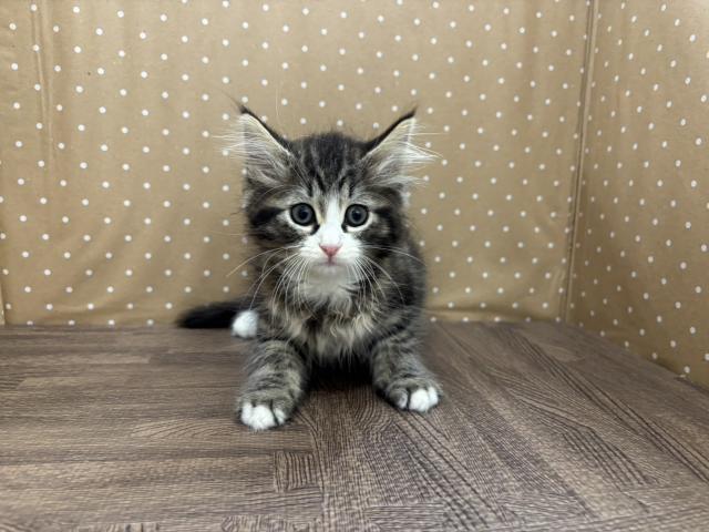 ノルウェージャンフォレストキャット