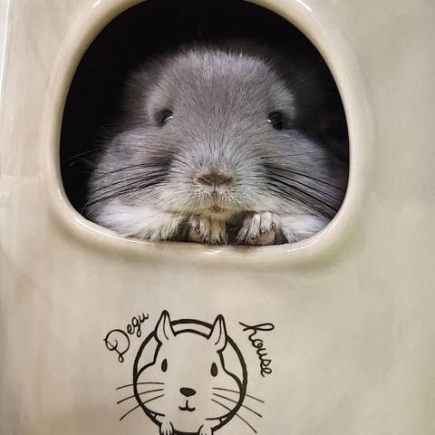 チンチラ