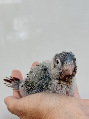 ウロコインコ 37