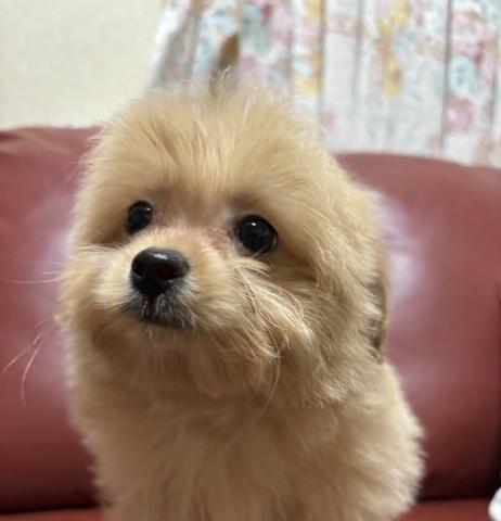 MIXポメプー