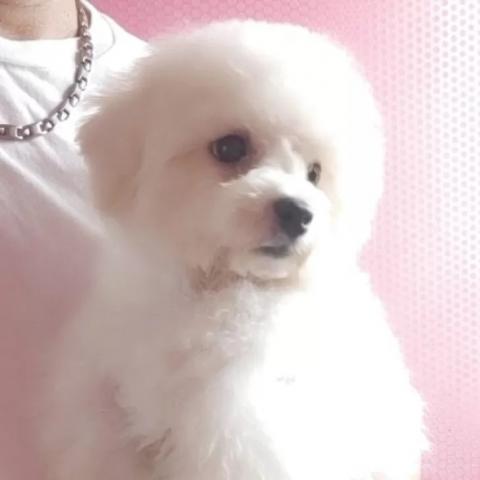 ビションフリーゼ