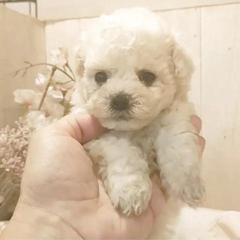 ビションフリーゼ