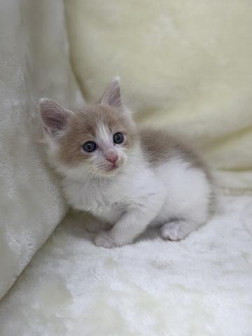 ノルウェージャンフォレストキャット
