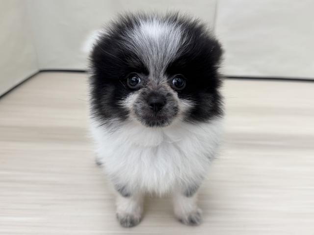 MIX