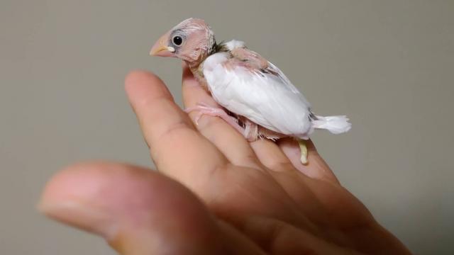 弥富文鳥③