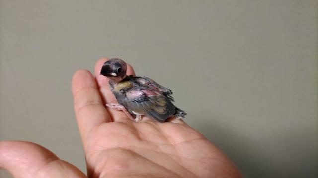 弥富文鳥②