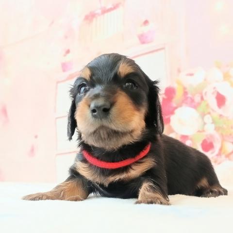 ミニチュアダックスフンド