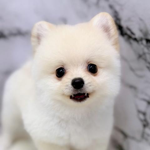 ポメラニアン294-1【6/21お写真、動画更新!】白くてふわふわでとってもキュート♡甘えん坊な男の子です♡