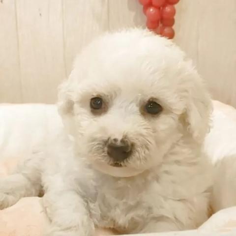 ビションフリーゼ