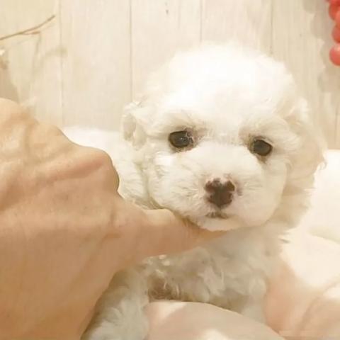 ビションフリーゼ