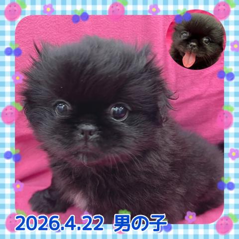 ペキニーズ