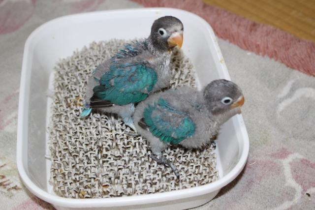 ボタンインコ挿し餌中