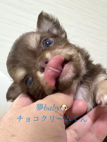 チワワ(ロングコート)