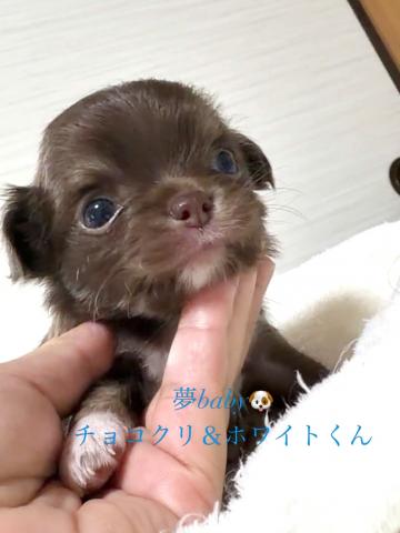 チワワ(ロングコート)