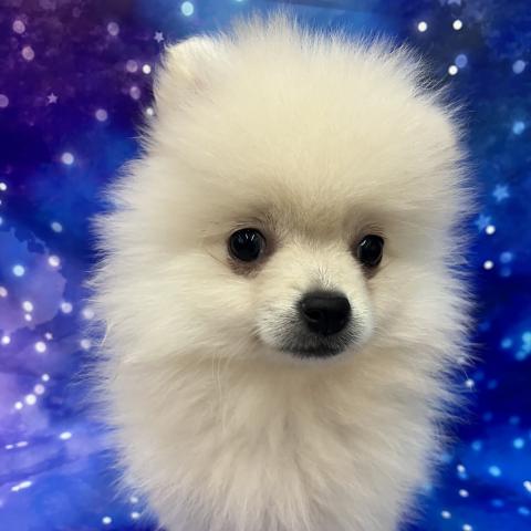 ポメラニアン