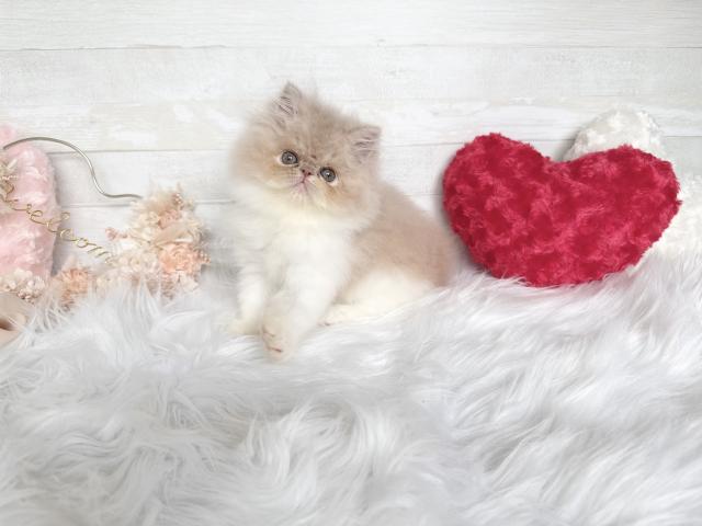エキゾチックロングヘアー
