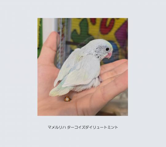 マメルリハ