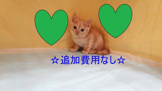 スコティッシュフォールド