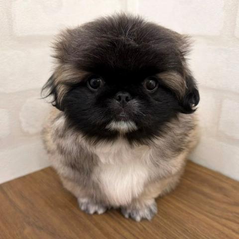 ペキニーズ