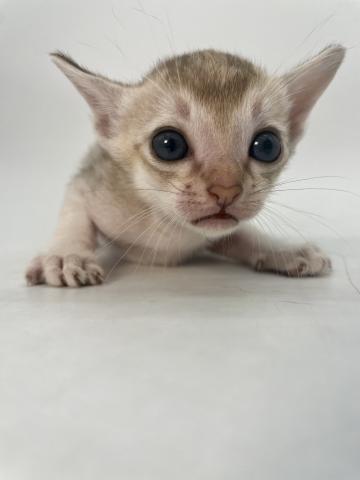 シンガプーラ