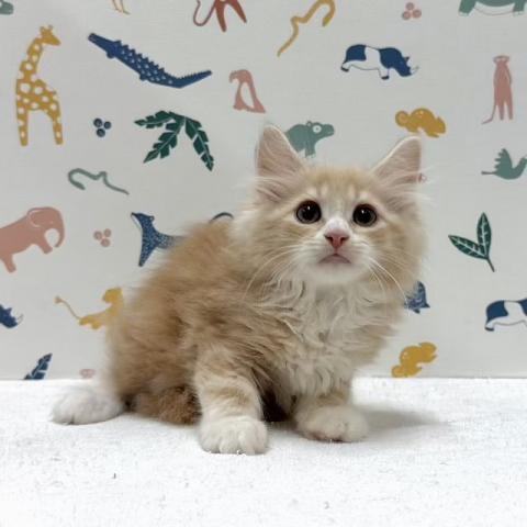 ノルウェージャンフォレストキャット