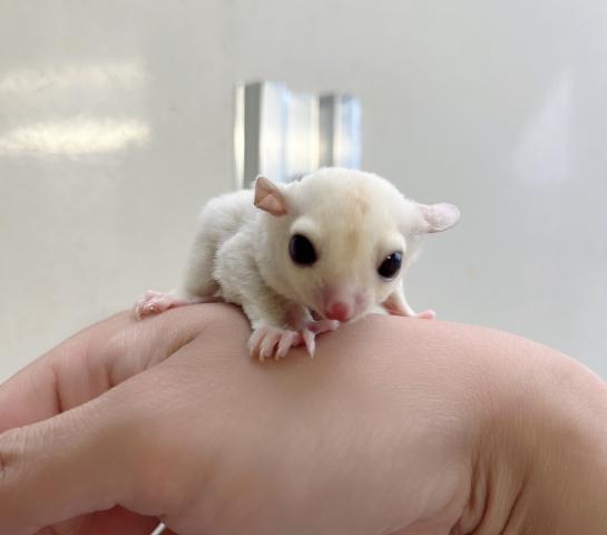 フクロモモンガ クリミノ