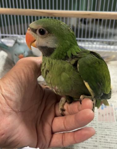 ダルマインコ