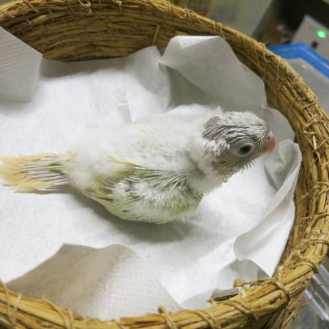 ウロコインコ(ムーンチーク）