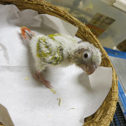 ウロコインコ（サンチーク）