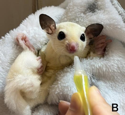 フクロモモンガ パウダーモザイク(パイド血統)