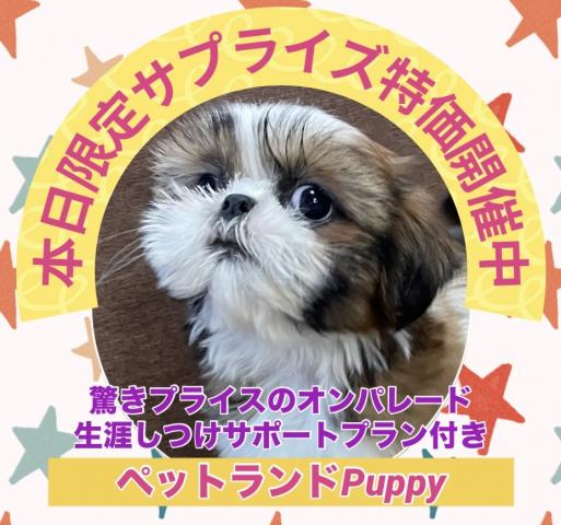 💕ペットランドPuppy💕ブリーダー直販店💕