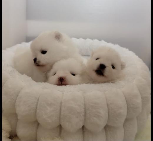 ポメラニアン