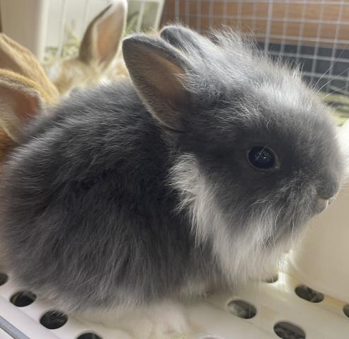 ライオンラビット