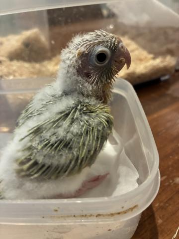 🕊️ ウロコインコ／ムーンチーク【募集中】