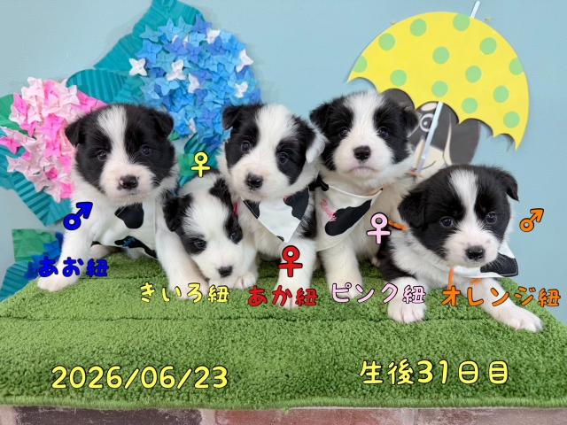 ボーダーコリー