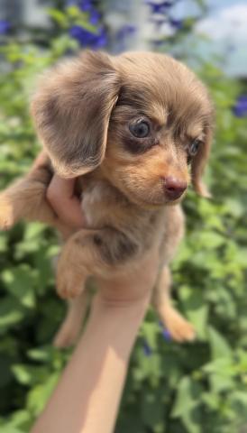 \ 💎🐶Petit Bijou Puppies🐶💎 /