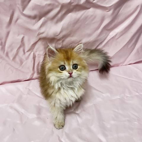 ブリティッシュロングヘア