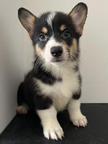 ウェルシュコーギーペンブロークブラックタン&ホワイト