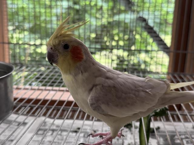 オカメインコ3歳仲良しペア