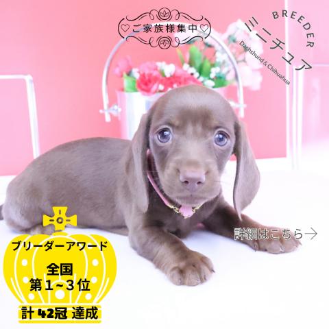 ミニチュアダックスフンド スムース