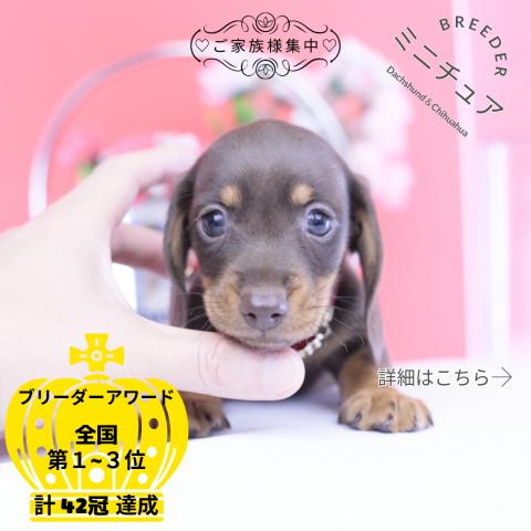 ミニチュアダックスフンド　スムース