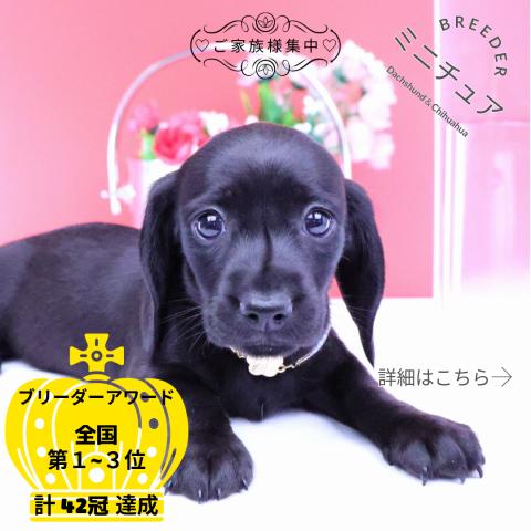 ミニチュアダックスフンド　スムース