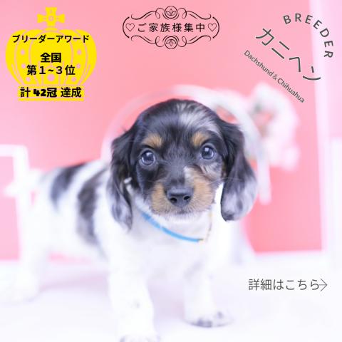 カニヘンダックスフンド　ロング
