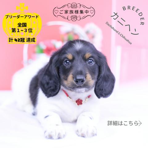 カニヘンダックスフンド　ロング