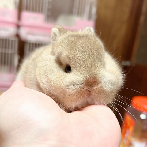 ネザーランドドワーフ