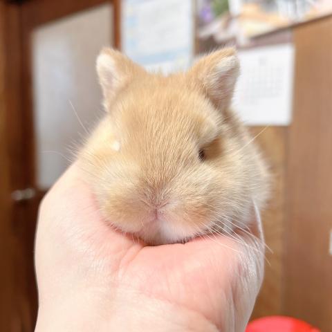 ネザーランドドワーフ