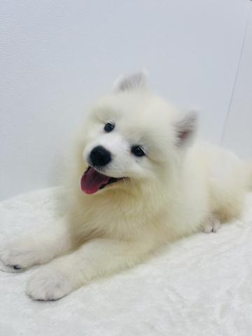 サモエド
