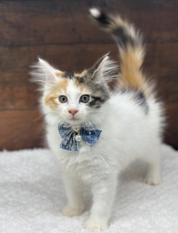 ノルウェージャンフォレストキャット