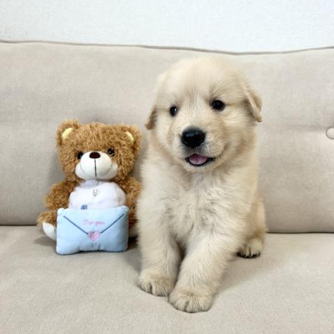 ゴールデンレトリーバー